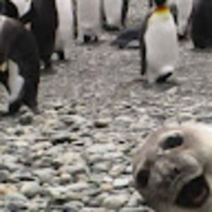 Meet your Posher, Austin